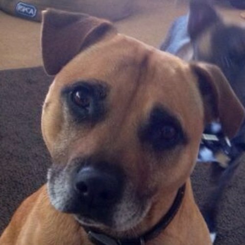 Deadman61983's profile picture. #BCFC