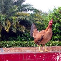 Anthony Gomez (@agbillion) 's Twitter Profile Photo Anthony Gomez (@agbillion) 's Twitter Profile Photo