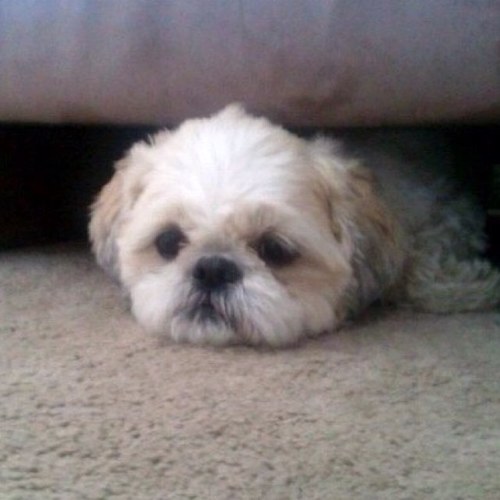 mopsyboy1921's profile picture. 