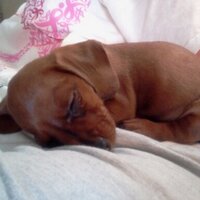 Steve Phibbons (@redskins2win) 's Twitter Profile