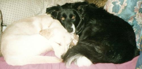 Ginnymoo's profile picture. 