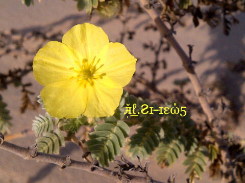 Al_shew5's profile picture. 