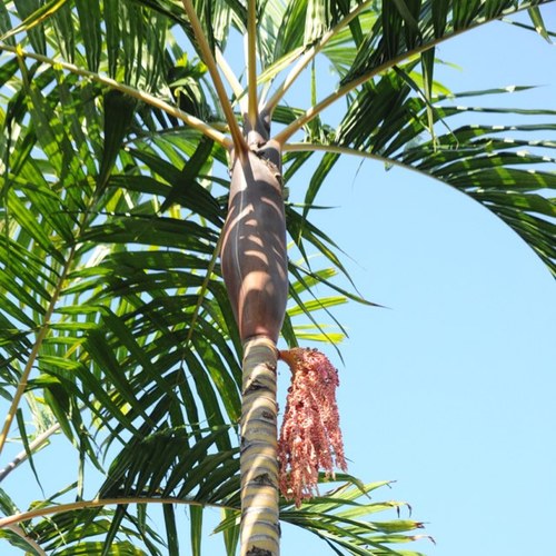 IslanddotJohn's profile picture. No man is an island