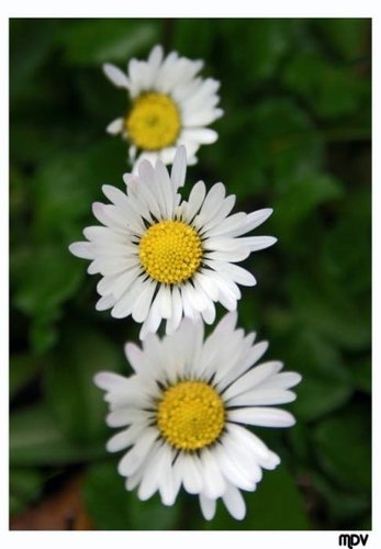 YldzMetanet's profile picture. 