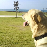 IUDEA LIBERTA (@amigershom) 's Twitter Profile