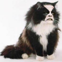 FeralPussPuss's profile picture. I am a contradiction of my former self in frantic succession