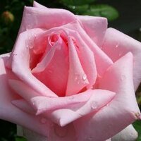 Saba Abdallah (@sab22_) Twitter profile photo