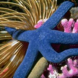 Bluefan555's profile picture. 