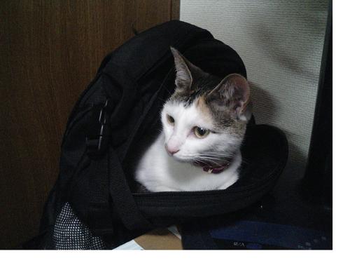 愛猫ミー Nyankonomie Twitter 愛猫ミー Nyankonomie Twitter
