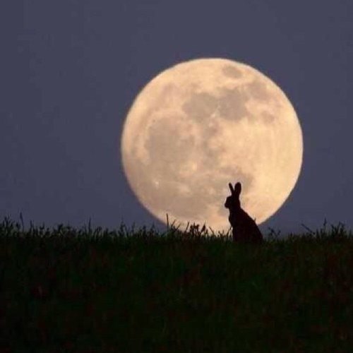 n_kh321's profile picture. 