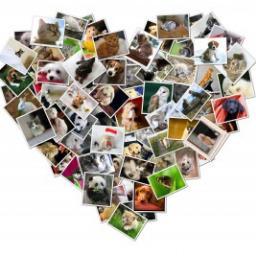 I WILL FOLLOW U BACK