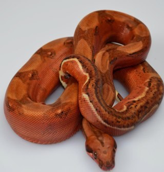 LIKE US ON FACEBOOK - BurkeReptiles