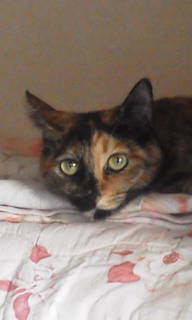 看護師だけど、病棟じゃない所にいます。
家族は猫(あ～ちゃん、チーちゃん虹の向こうへお引っ越し。８才クロとクー)と、夫と子供達。
よろしくお願いします。ＲＴが多いです。更年期とボチボチ付き合っていきます。ｆf外から失礼は、要らない派