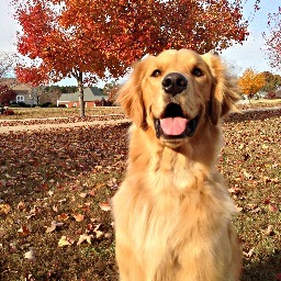 I am almost two years old. I'm a golden retriever, which makes me awesome. I love my human, cookies, and tennis balls..and cookies. :)