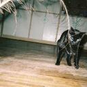 joyce corrales - @joyrosie - Twitter