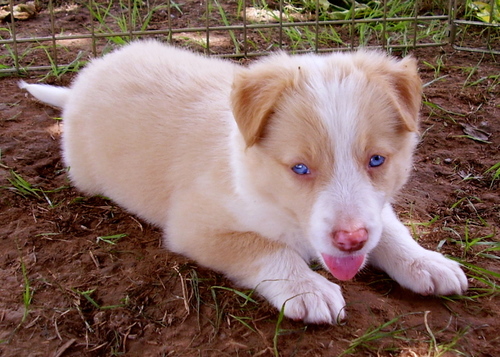 Hoi!! Ik ben Kayiko! Een speelse red merle Border Collie! Altijd op zoek naar avontuur! Mijn verjaardag is op 22 september.