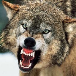 LouMFC's profile picture. 