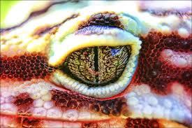 Leopard Gecko breeder