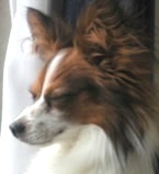 takum kojima Profile