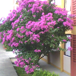 florzinhaeri's profile picture. 