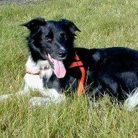 Search Dog Charlie (@sardogcharlie) 's Twitter Profile Photo