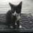 blackcat🦊