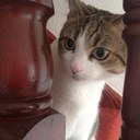 janet hamilton - @jintyhamilton - Twitter