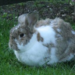 Sadiebluelady's profile picture. Banjo-playing freelance journalist with a passion for tea, rabbits and Lancashire stories. Views my own.