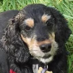 Unfortunately Jane has sadly passed away on 29th Dec 2013. Mollydog has moved to the country and has settled into her new home.