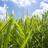 StoreSwanbourne's profile image