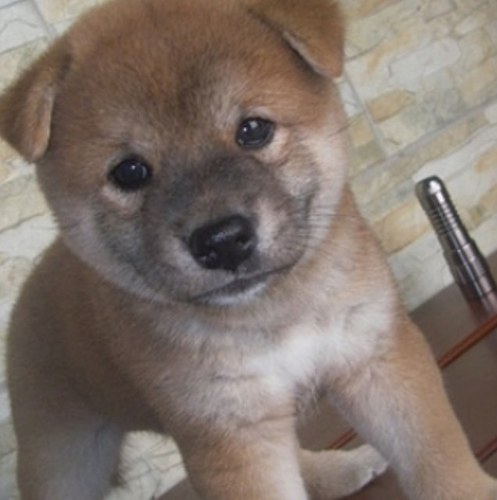 Trying to spread the love of cute little puppies around the world. If you follow us you will see the cutest puppies ever. We follow back.