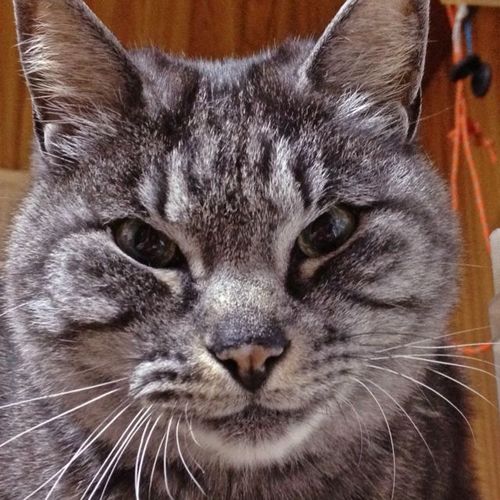 ただひたすら何でもない日常をつぶやく。(ただし面白い事に限る)
自宅で家族と共に猫に魚をやる仕事をしています(バイト募集は締め切りました)
飲んでると猫が乗ってくるBARを経営中
(ウソです やってません)
職業猫さすり師 怪談ジャンキー
株式外社 猫ウォッチCEO
ごじゃっぺ龍ケ崎大使
ラヂオつくば市民