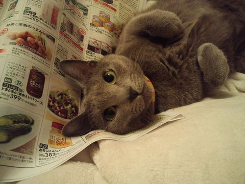 猫と台湾と美味しいものが好きです。 台湾に1ヶ月くらい行って三食外食したい。