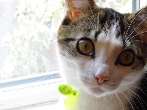 I'm an eater of chicken and a moth catching cat. I like biting toes, not wearing my collar and having cuddles.