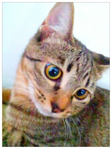 元百貨店勤務♡Beauty✧VSAngels✧Celebrity✧洋楽✧movie✧shopping✧fashion❥Miley✧Rihanna❥cat✧GIVENCHY❥写真✧Celebrityのgossipsメインのtweet♡