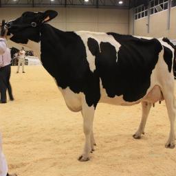 Javixaty's profile picture. 