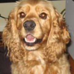We find loving homes for cocker spaniels in need.  Follow us on Facebook @ Second Chance Cocker Rescue.