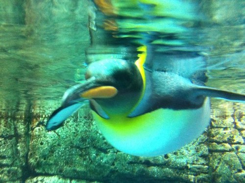 acky_j_h's profile picture. ペンギン可愛い。