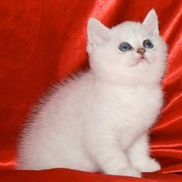 Заводчик питомника британских и шотландских  кошек Мон Ами, британские котята для Вас!