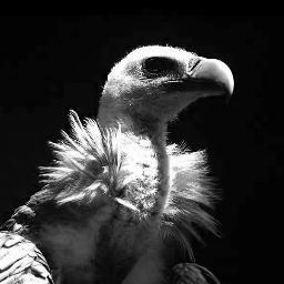 Knut_Hobel's profile picture. 