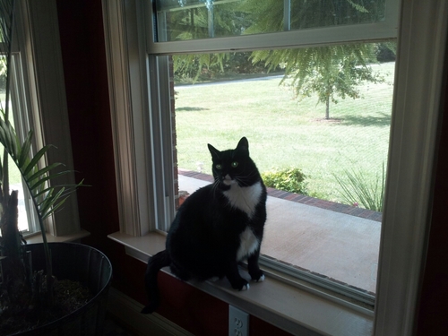 Bandit_RickLynn's profile picture. 