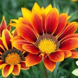 thenashx's profile picture. 