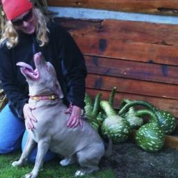 Bully breed advocate, K9 behaviorist, founder PNW Bully Haven 2009-present, conservationist, humanitarian, avid DIYer, extreme sport/adrenalin junkie, Buddhist