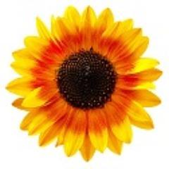 Bloom is a return to the traditional British standards of honesty, integrity and value for money. We sell telephone systems, CCTV, Photocopiers & IT solutions.