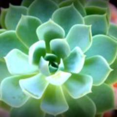 Two dedicated Mums/wives/lovers of mother earth/launced giftitgood supplying green gifts that keep on giving.