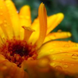 wvmalia's profile picture. architetto