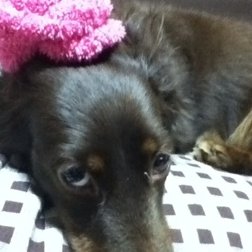 歌い手はじめましたー。 3作目(( http://t.co/6PO5nuh8まで投稿。 別垢のほうに歌ったURLはってます♪ よかったらきいてってくださいー 別垢→nroma0706