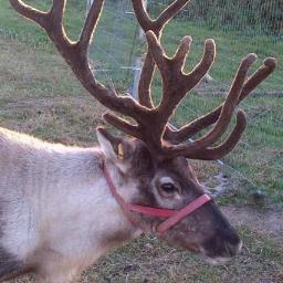 TheReindeerHire's profile picture. 