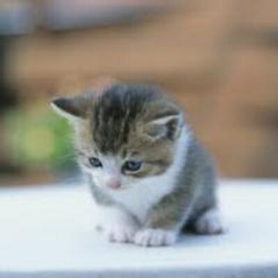 Miaw Miaw Group Miawmiawgroup Twitter