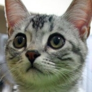 nekojournalさんのプロフィール画像